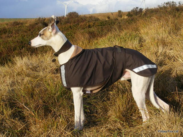 Whippet Extreme
